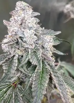 Sticky Suits