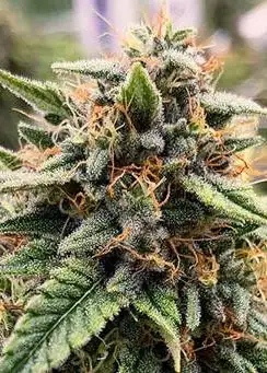 Bubba’s Glue