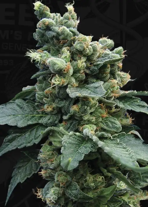 S.A.G.E. 'n Sour