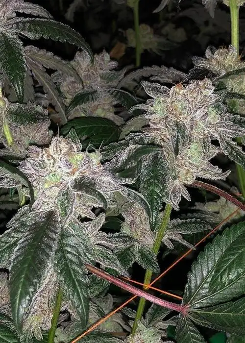 Kush Mints #11
