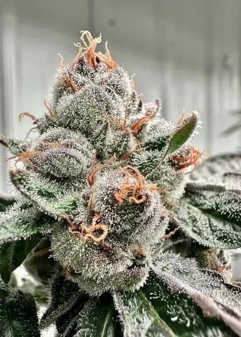 Kabuki Sour