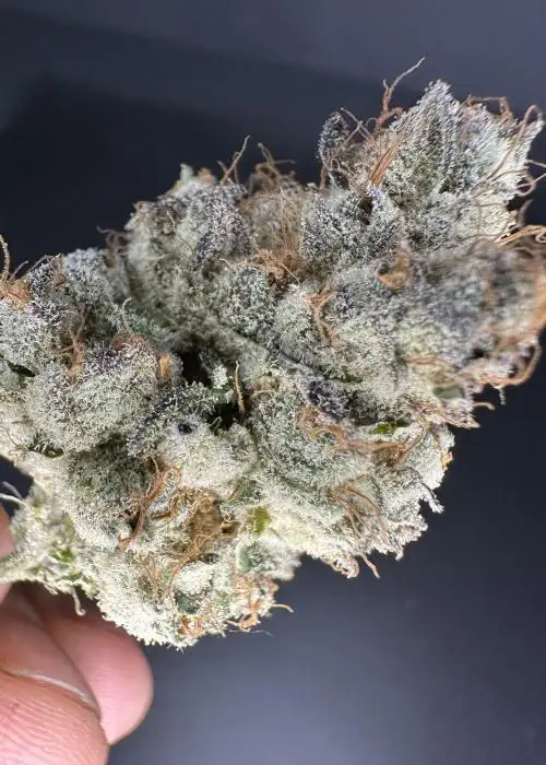 Mochi Melon F1