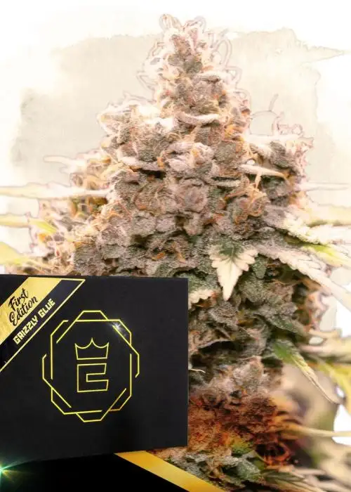 Grizzly Glue