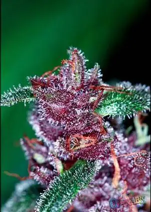 Double Purple Doja