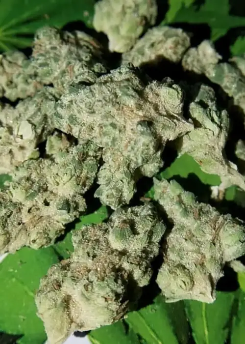 Chem De Menthe