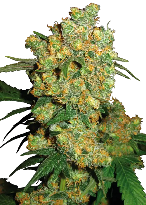 BC Big Bud