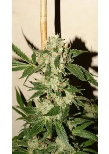 The Fuzz