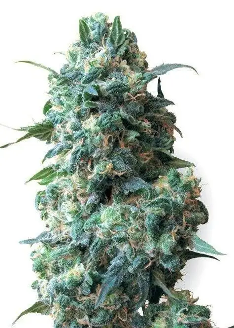 Pineapple Thai