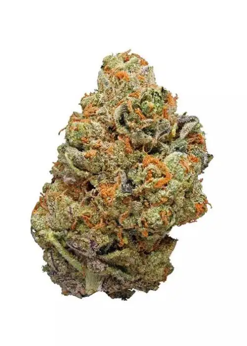 Hawaiian Skunk