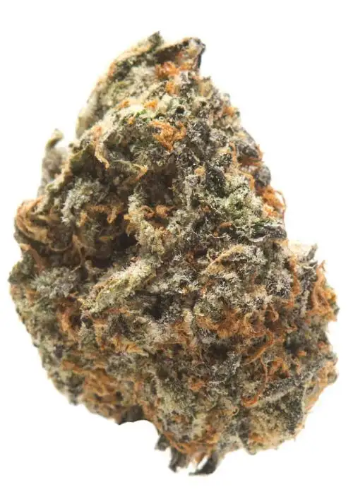 Chocolate Gelato