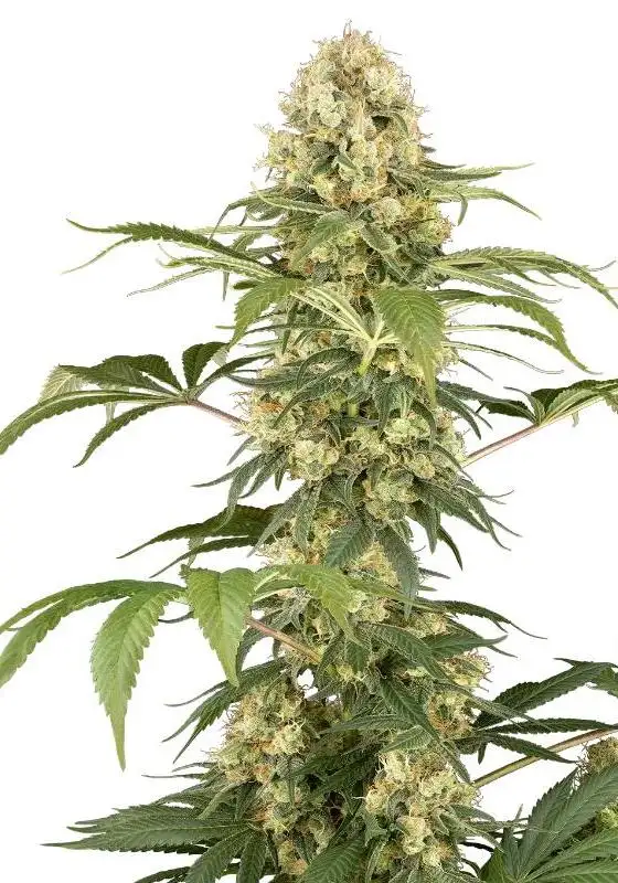 Super Berry Poundcake