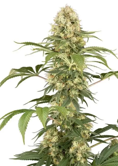 Super Berry Poundcake