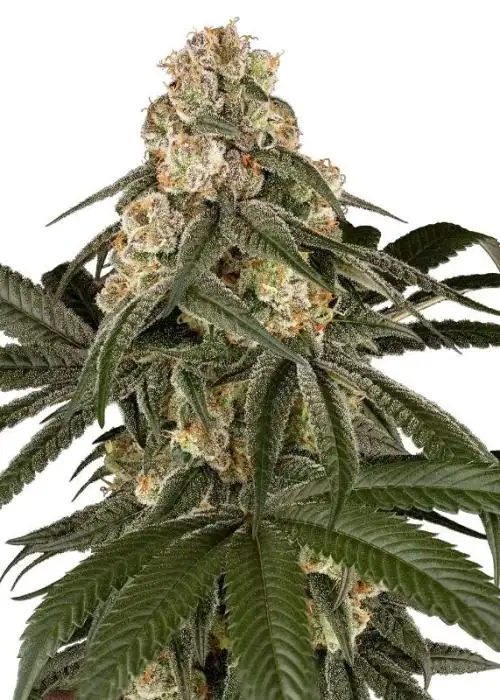 Silk Truffle