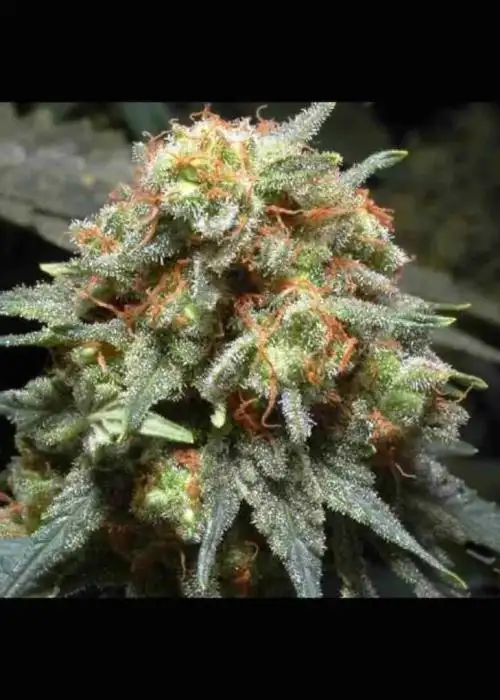 Herijuana