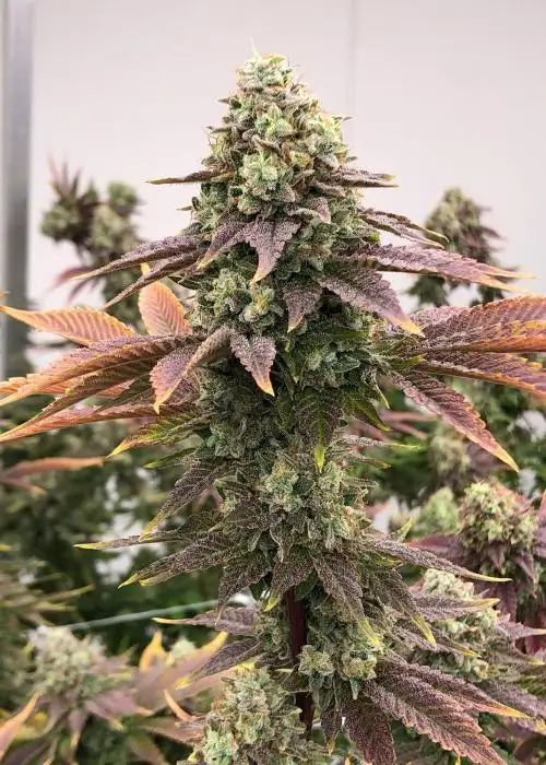 Eastside OG