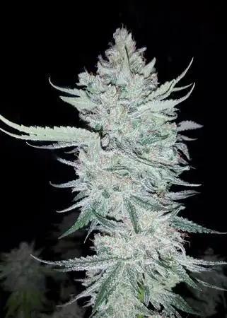 Orange Julius
