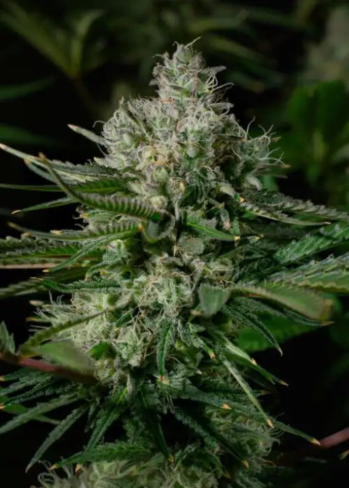 Lavender Gelato