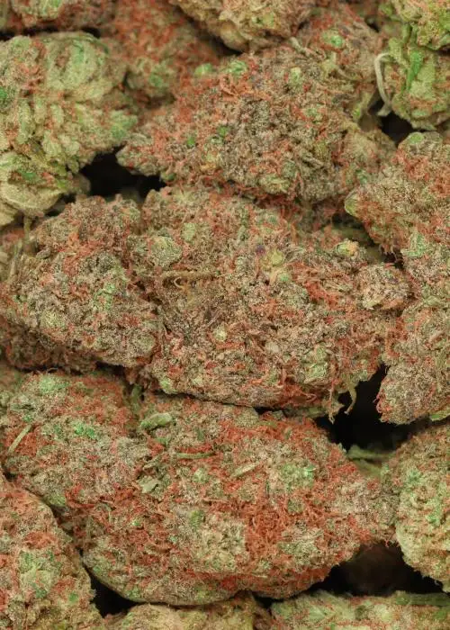 Dolce Gelato