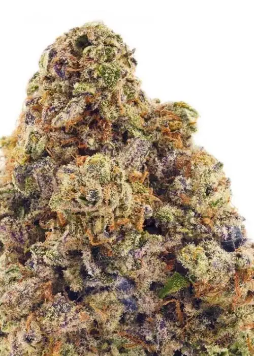 Dosi Sherbert