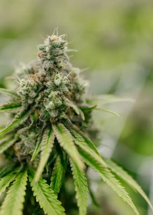 Citradelic Cookies