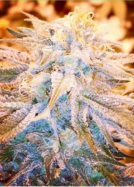Hawaiian Mayan Gold