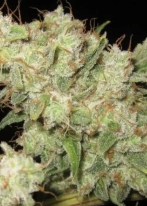 Alien Glue