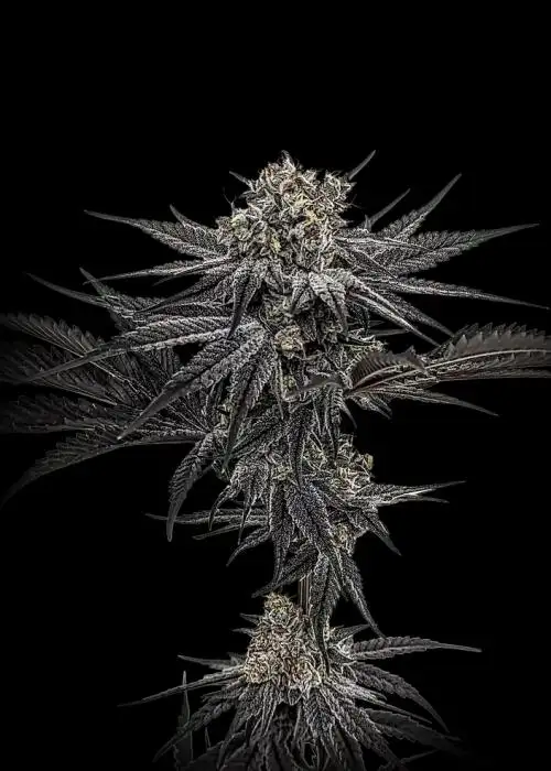 Black Ice