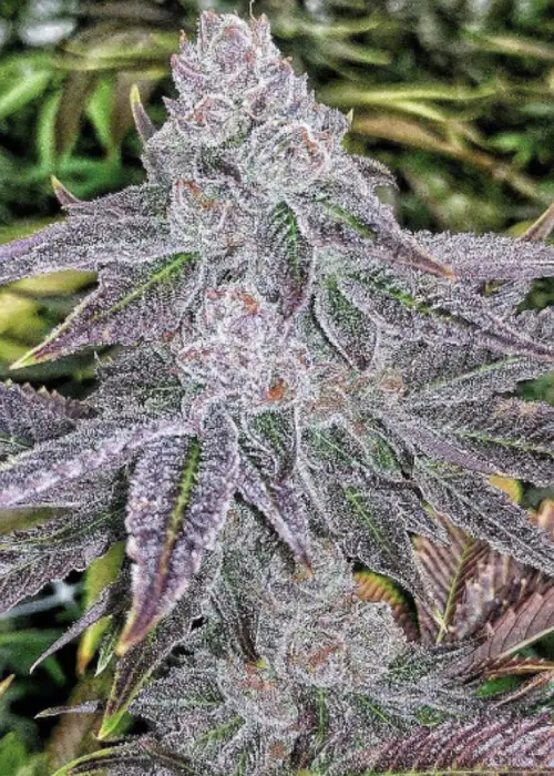 Ghost Breath