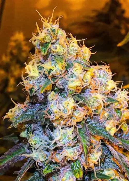 Palm Beach Sour