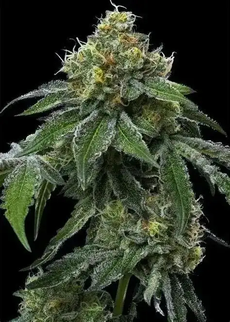 Top Banana OG