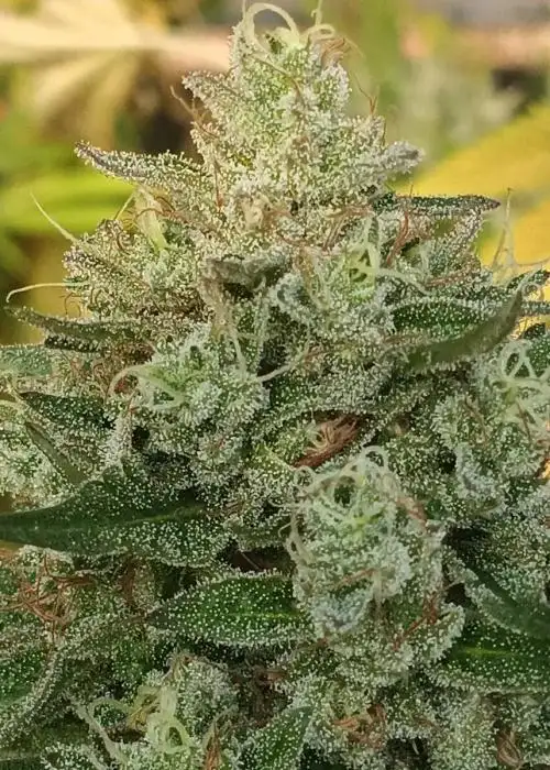 MOAB (aka Mother Of All Bananas)