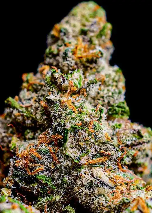 Strawberry Durban