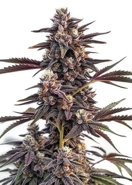 Moonshine Cookies
