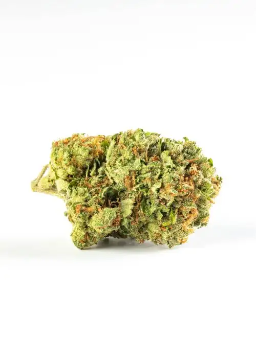 Red Rhino