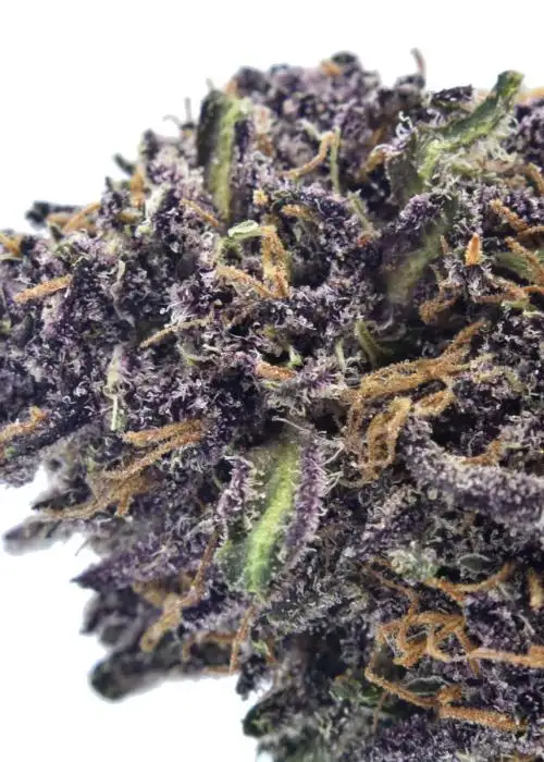 Velvet Purps