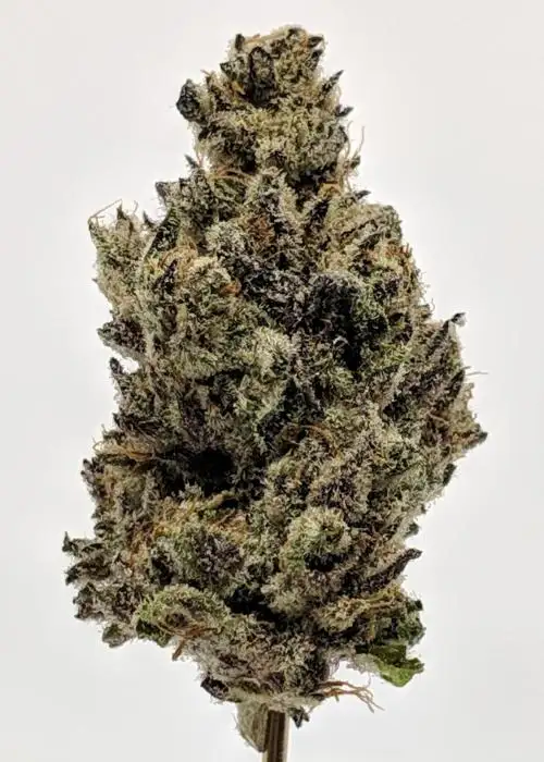 Gorilla Nut #9