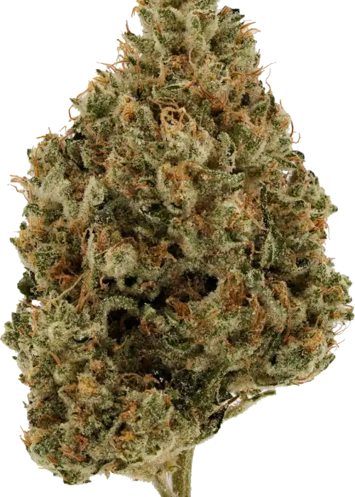Chocolate Chem