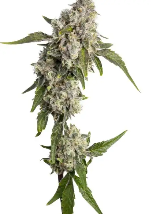 Apple Rock Candy