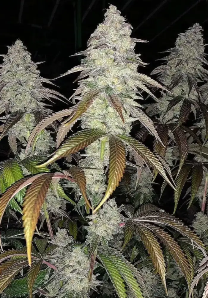 Chem Fuego