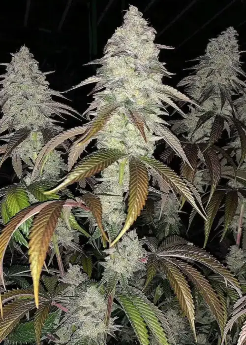 Chem Fuego