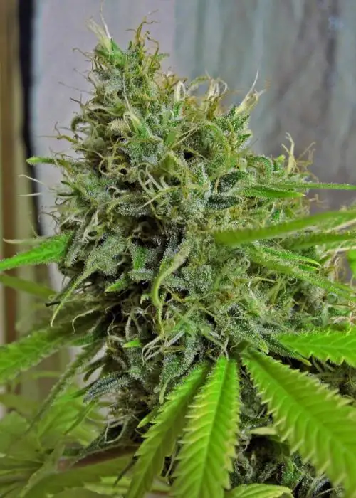 Sugar Kush