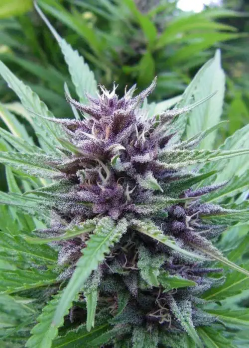 Purple Goat