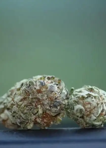 Bio-Diesel