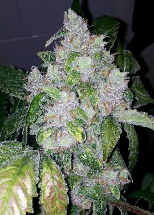 Night Nurse