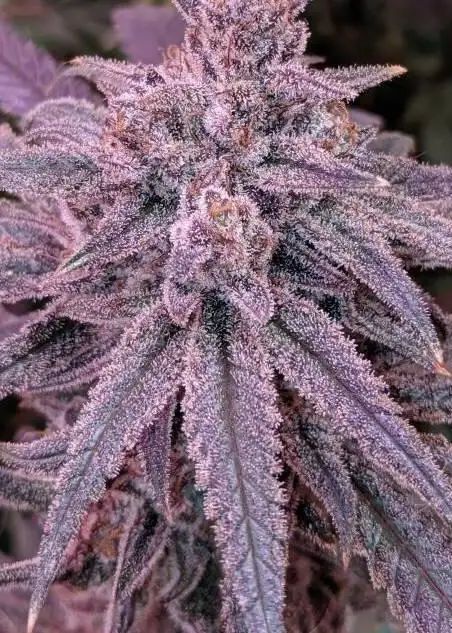 Lemon Glue