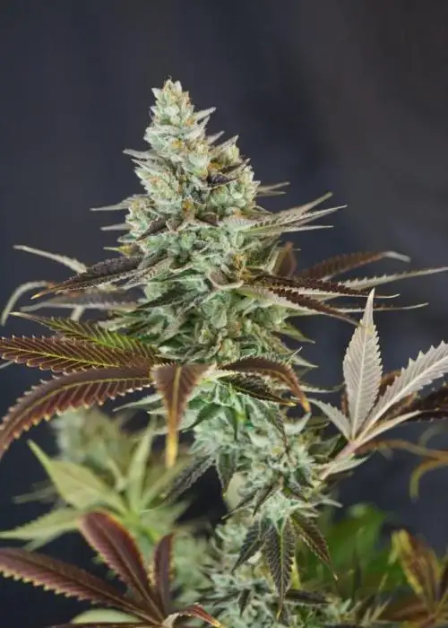 Clementine Kush