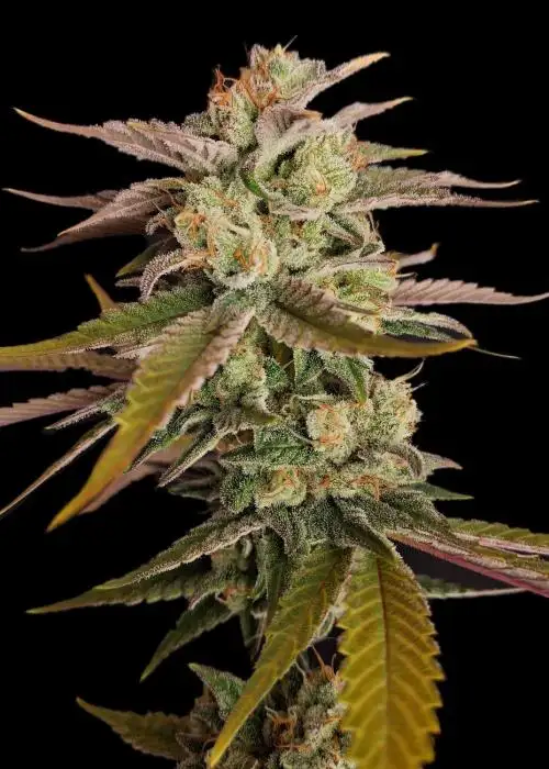 Toffee Kush