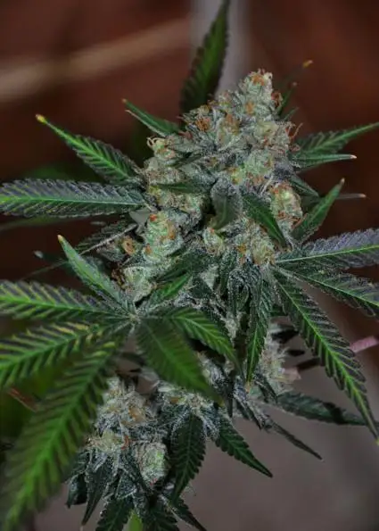 Cosmic Bubba Kush