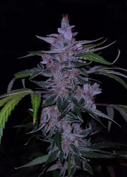 Old School Purple Nuggets