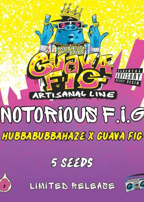 Notorious F.I.G.